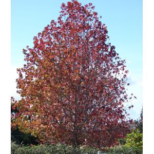 Amberboom  10 - 14 cm - 3 tot 4 meter