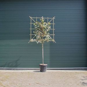 Lei olijfwilg  4 - 6 cm - 1,5 meter