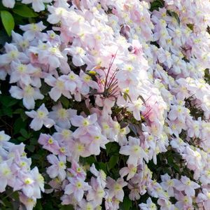 Clematis roze  40 - 60 cm in pot