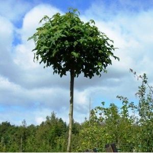 Bol amberboom (Liquidambar styraciflua ‘Autumn Color Globe’)  6 - 10 cm - 2 tot 3 meter