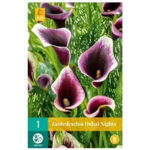 Calla bol Dubai Nights (zakje van 1 stuk)