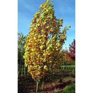 Zuil tulpenboom -10 - 14 cm - 3 tot 4 meter