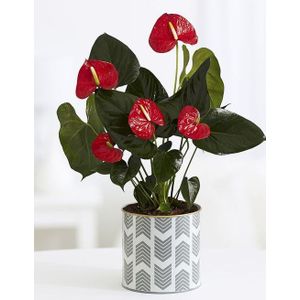 Rode flamingoplant-40 - 60  cm in pot