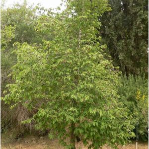 Ostrya carpinifolia  10 - 14 cm - 3 tot 4 meter