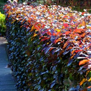 Rode beukenhaag (Fagus sylvatica &amp;#039;Atropunicea&amp;#039;)-40 - 60 cm