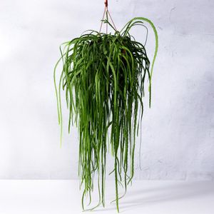 Lepismium Bolivianum-Hangplant (30 - 50 cm)