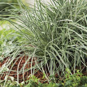 Bonte Zegge-10 - 40 cm in pot