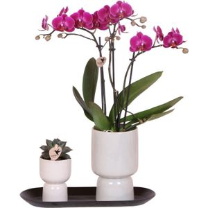 Roze orchidee en succulent op zwart dienblad