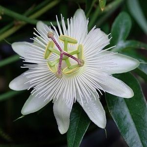 Passiflora wit  40 - 60 cm in pot