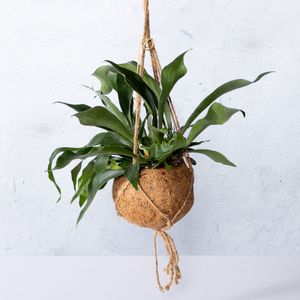 Kokodama Platycerium (Hertshoornvaren)-Hangplant (10 - 20 cm)
