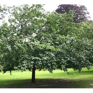 Morus alba  10 - 14 cm - 3 tot 4 meter
