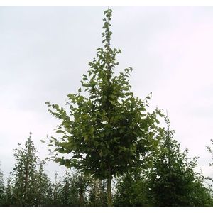 Haagbeuk boom  10 - 14 cm - 3 tot 4 meter