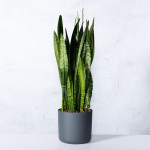 Vrouwentong-80 - 100 cm in pot