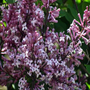 Syringa meyeri 'Palibin'  30 - 40 cm