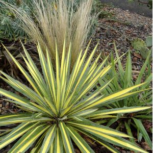 Yucca filamentosa 'Color Guard'  10 - 20 cm in pot