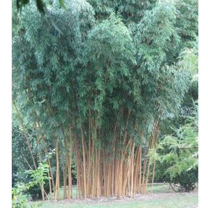 Phyllostachys aurea  200 - 250 cm in pot