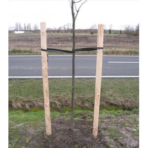Boompaal naaldhout  200 cm - 7,5 cm