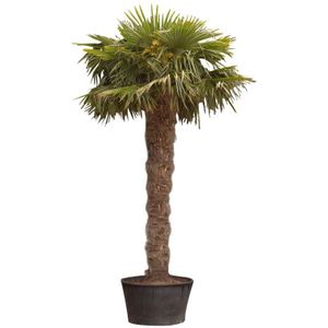 Chinese waaierpalm 180 - 200 cm (stam 100 cm)