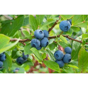Blauwe bes