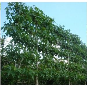 Lei amberboom  8 - 12 cm - 2 meter