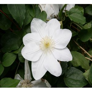 Clematis wit-80 - 100 cm in pot