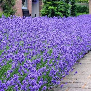 Lavendel (Lavandula angustifolia)  10 - 20 cm in pot *meest gekozen