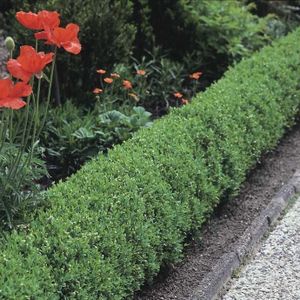 Ligustrum vulgare 'Lodense'  20 - 40 cm IN POT
