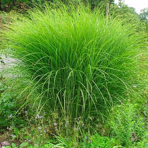 Prachtriet-10 - 40 cm in pot
