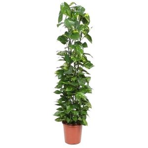 Epipremnum 'Aureum'  100 - 125 cm in pot
