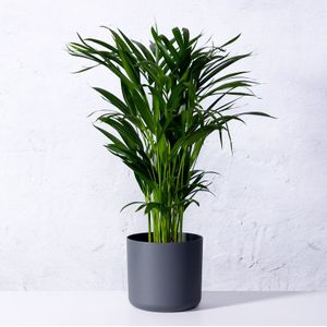 Areca (kamerpalm)  80 - 100 cm in pot
