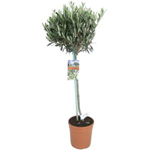 Olijfboom op stam  100 cm (+/- 70 cm stam)