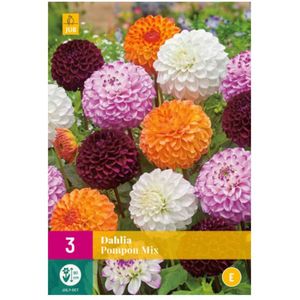 Dahlia knollen Pompon Mix (XXL zak van 3 stuks)