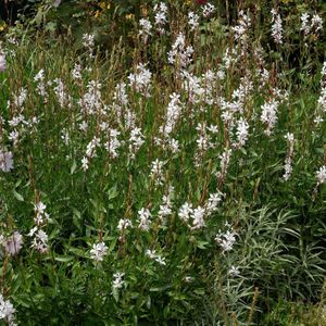 Prachtkaars-5 - 30 cm in pot