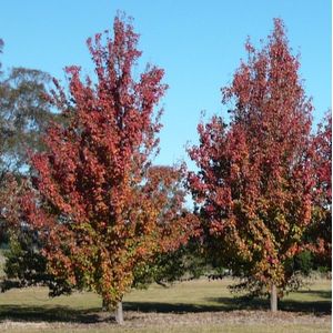 Pyrus calleryana 'Redspire'  6 - 10 cm - 2 tot 3 meter