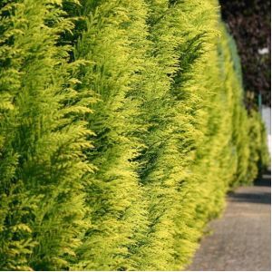 Chamaecyparis lawsoniana 'Stardust'  125 - 150 cm