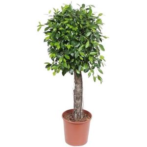 Ficus 'Nitida' - rechte stam  125 - 150 cm in pot