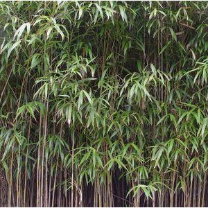 Woekerende Japanse bamboe-60 - 80 cm in pot