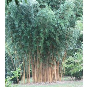 Woekerende goudbamboe-60 - 80 cm in pot