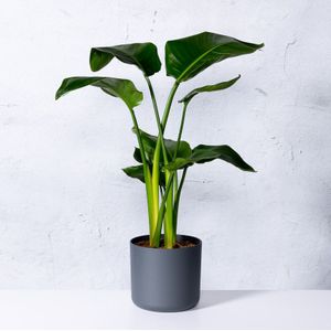 Paradijsvogelplant-125 - 150 cm in pot