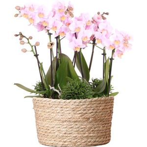 Roze orchideeën set in rieten mand