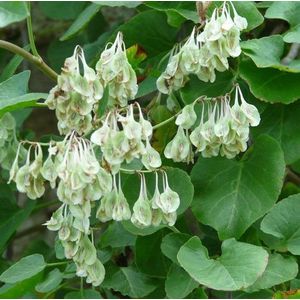 Fallopia aubertii