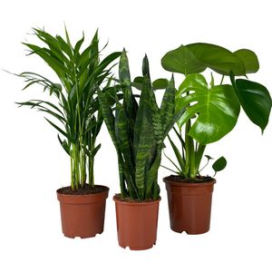 Kamerplanten set Urban Jungle  Nee