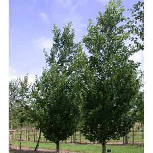 Gewone els (Alnus glutinosa 'Pyramidalis')  10 - 14 cm - 3 tot 4 meter
