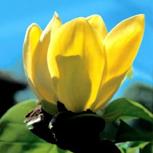 Magnolia brooklynensis 'Yellow River'