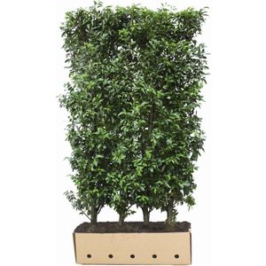 QuickHedge Portugese laurierhaag (kant en klaar haag)-100 x 150 cm