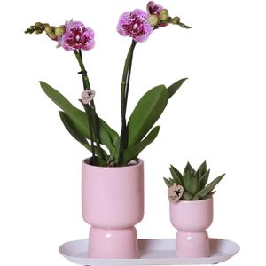 Roze orchidee en succulent op wit dienblad
