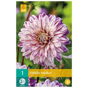 Dahlia knol Smokey (zakje van 1 stuk)