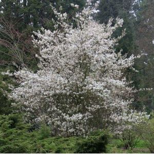 Krentenboom (Amelanchier 'Ballerina')  6 - 8 cm - 2 tot 3 meter