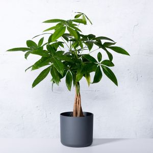 Geldboom-60 - 80 cm in pot