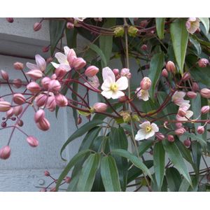 Clematis witroze groenblijvend-150 - 175 cm in pot